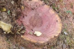 piazza-ponchielli-alberi-platani-tagliati-maremma-oggi-11