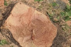 piazza-ponchielli-alberi-platani-tagliati-maremma-oggi-13