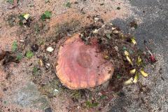 piazza-ponchielli-alberi-platani-tagliati-maremma-oggi-14