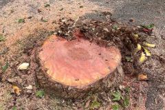 piazza-ponchielli-alberi-platani-tagliati-maremma-oggi-16