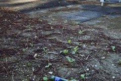 Foto-parco-via-Argento-via-Platino_maremma-oggi-06