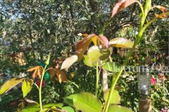 foto-giardino-roseto-via-silvano-guidoni-stiacciole-2