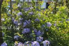 foto-giardino-roseto-via-silvano-guidoni-stiacciole-4