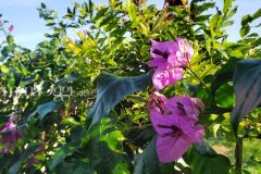 foto-giardino-roseto-via-silvano-guidoni-stiacciole-5