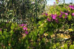 foto-giardino-roseto-via-silvano-guidoni-stiacciole-7