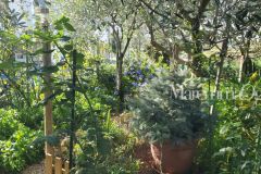 foto-giardino-roseto-via-silvano-guidoni-stiacciole
