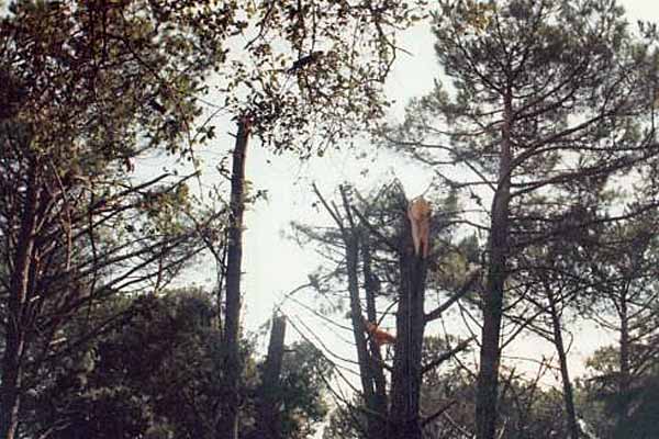 incidente-pegaso-poggio-ballone-relazione-ansv-maremma-oggi-01