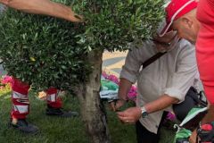 Un albero in piazza orsini per ricordare Lorenzo Guidi - 3