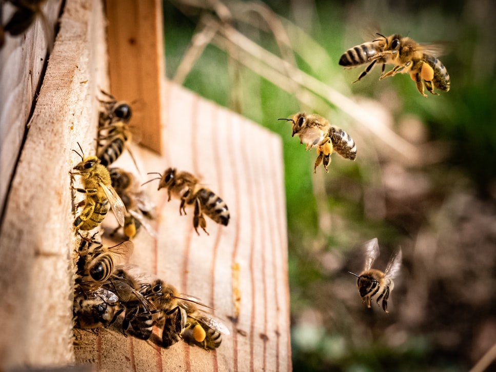 Le api tutelate dal Comune