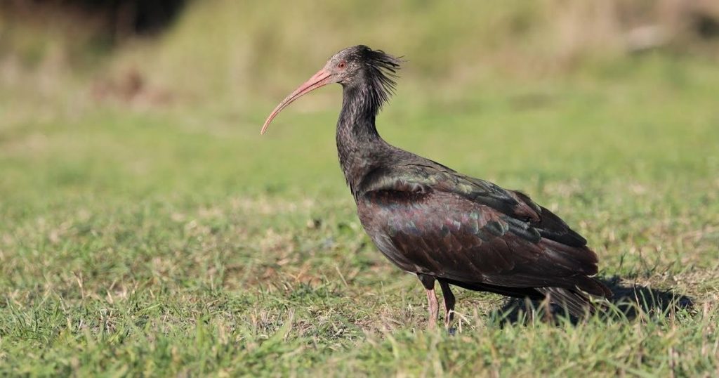 L'ibis eremita Dieks uccisa dai bracconieri