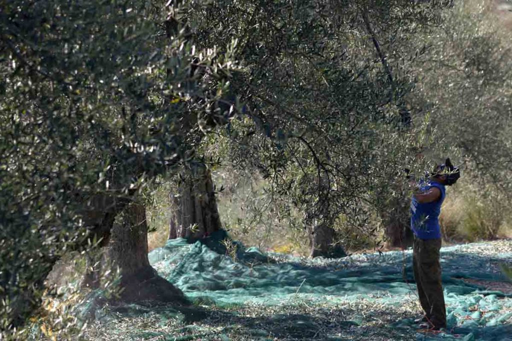 La raccolta delle olive a Seggiano