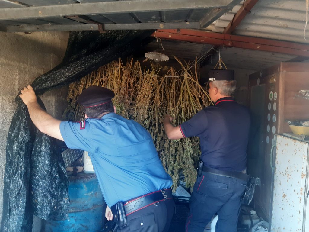 I carabinieri nell'azienda agricola con la marijuana