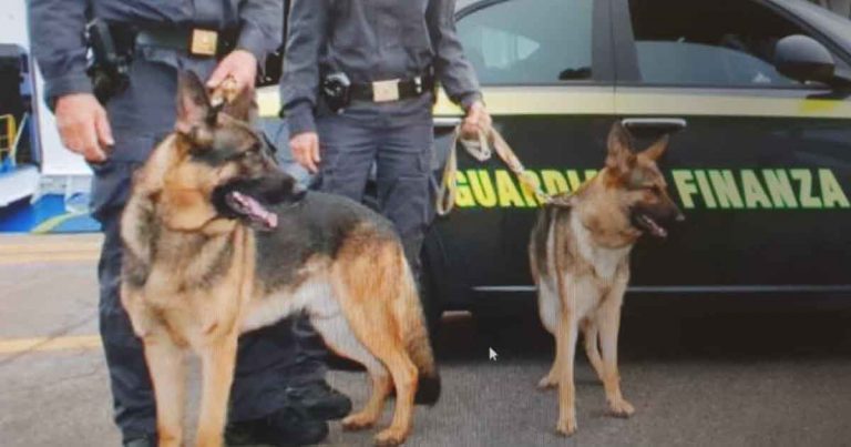 Guardia di Finanza: i cani pastori antidroga Dankan e Banda