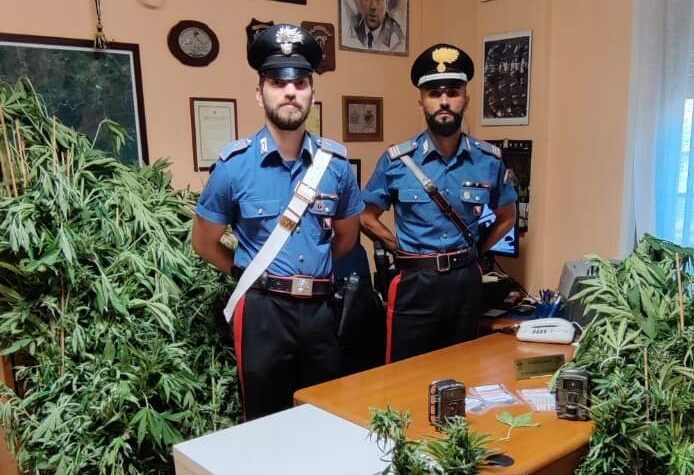 I carabinieri con la marijuana