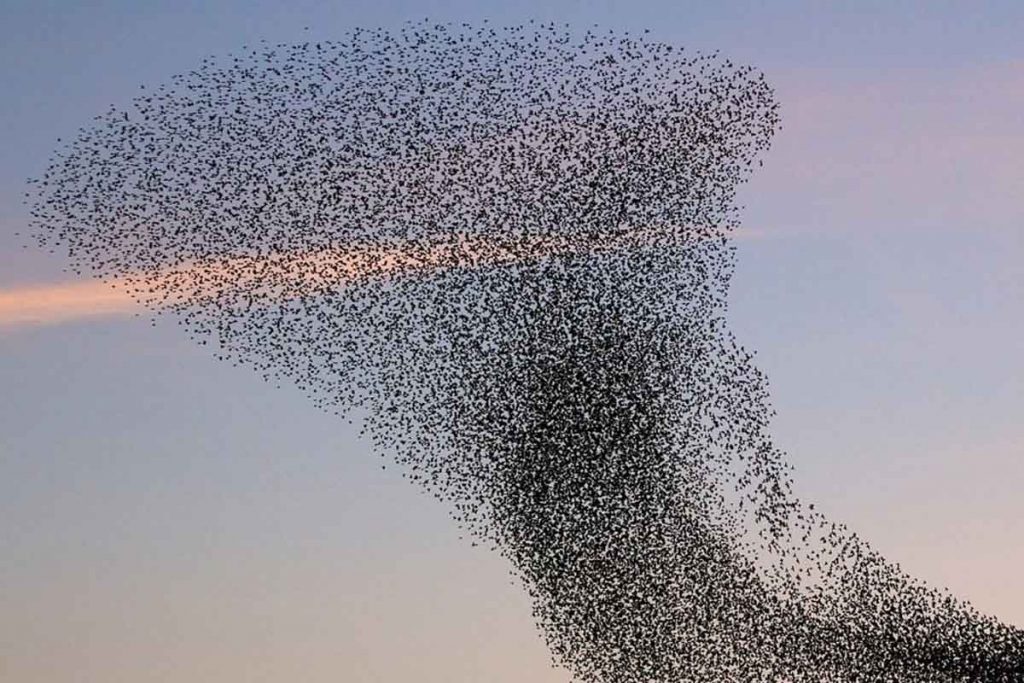 Uno stormo di uccelli danza nel cielo: un esempio di sistema complesso