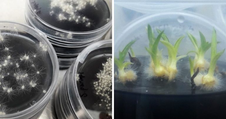 Sviluppo delle orchidee coltivate in vitro