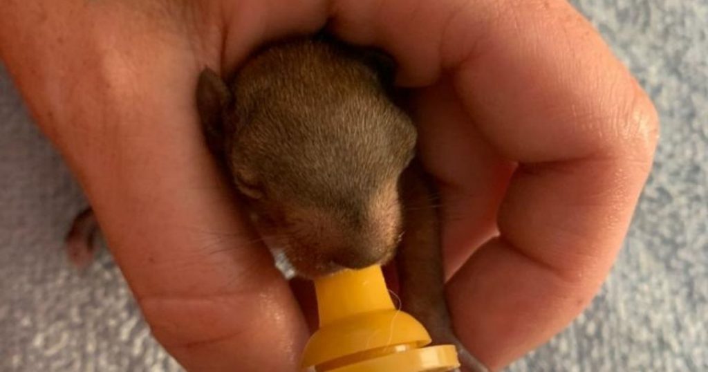 Piccolo scoiattolo nutrito dagli attivisti della Sos Animali