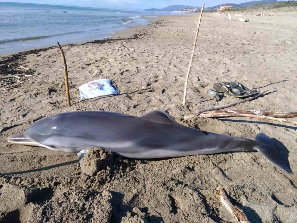 Il delfino trovato sulla spiaggia