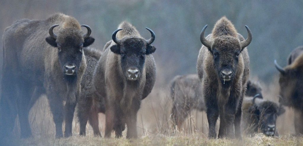 I bisonti fotografati da Aldo Giuliani
