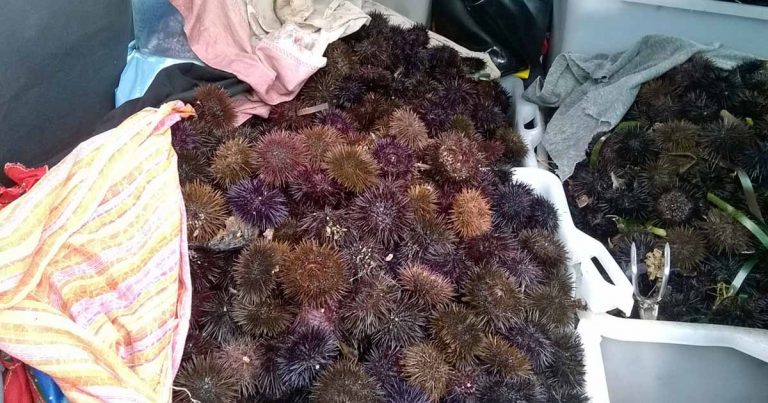 Tre pescatori di frodo, con le bombole, sorpresi a Senzuno dalla Guardia Costiera di Piombino