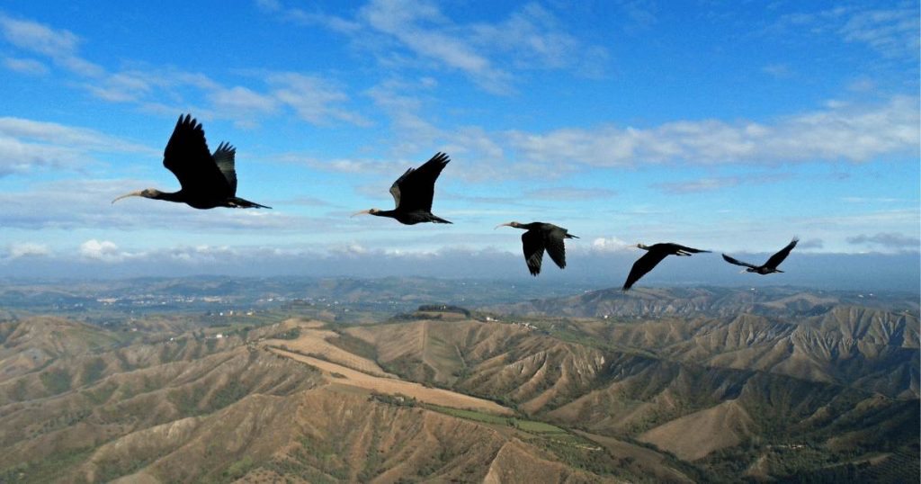 Ibis eremita in volo sulla Toscana