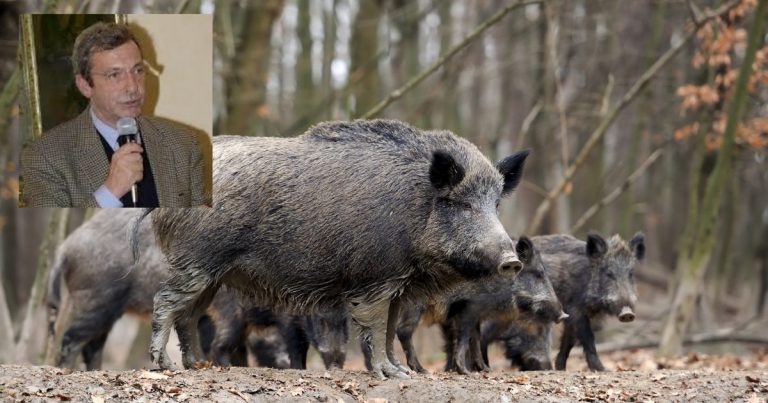 Una famiglia di cinghiali e Mario Lolini