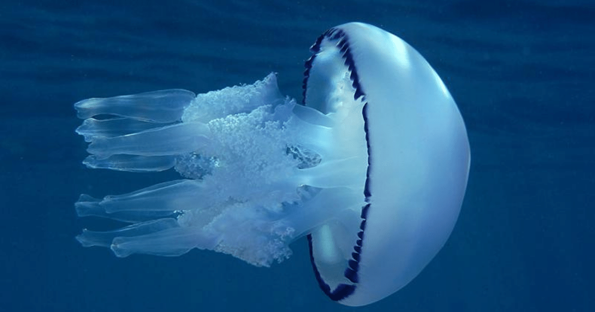 una medusa