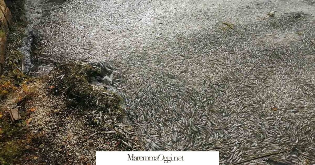 Una moria di pesci la scorsa estate in laguna