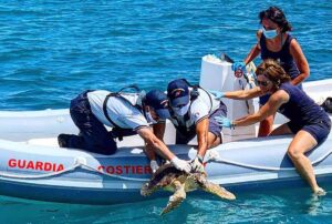 Una tartaruga viene rilasciata in mare