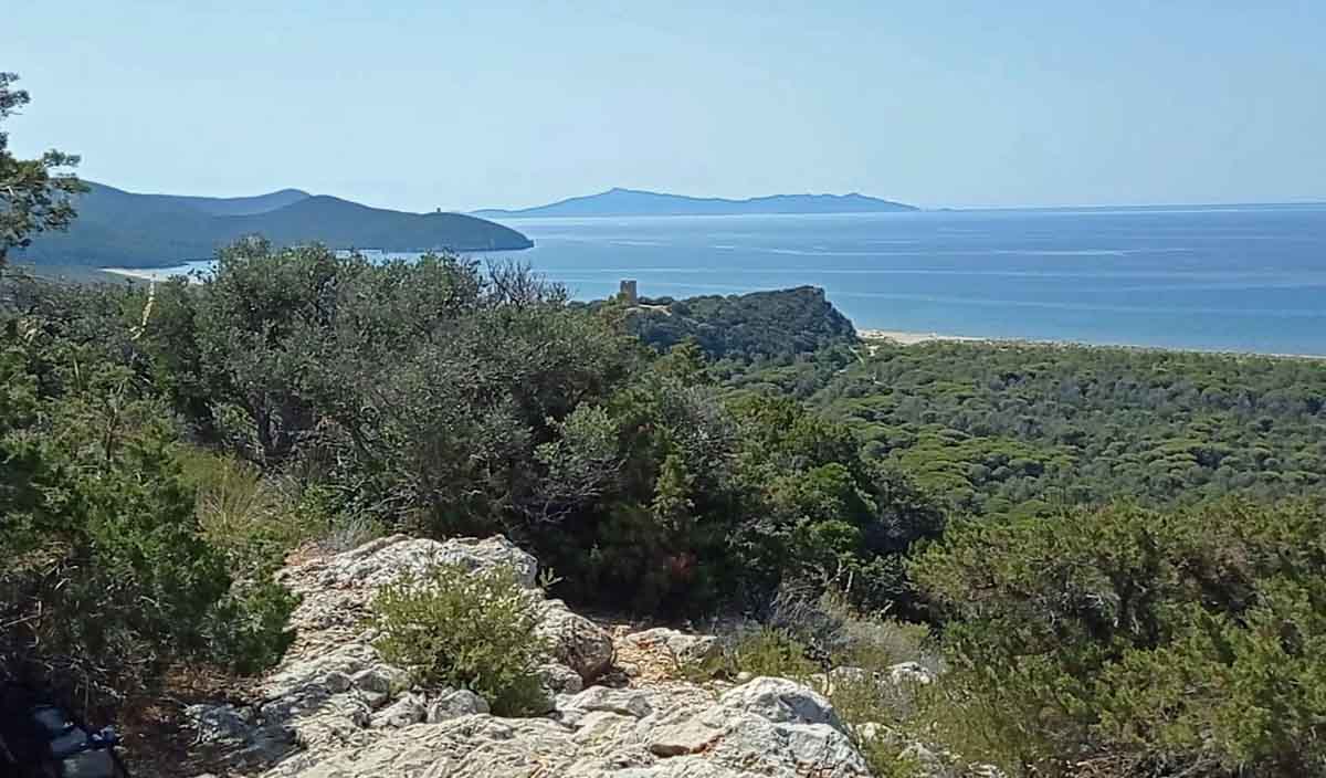 La torre di Collelungo vista da quella di Castelmarino, sullo sfondo Cala di Forno 