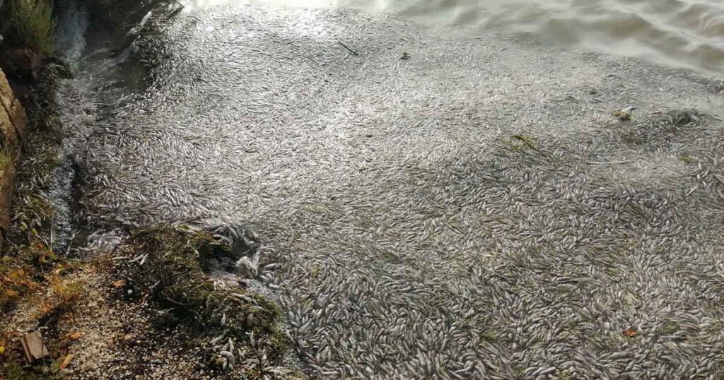 Pesci morti nella laguna di Orbetello