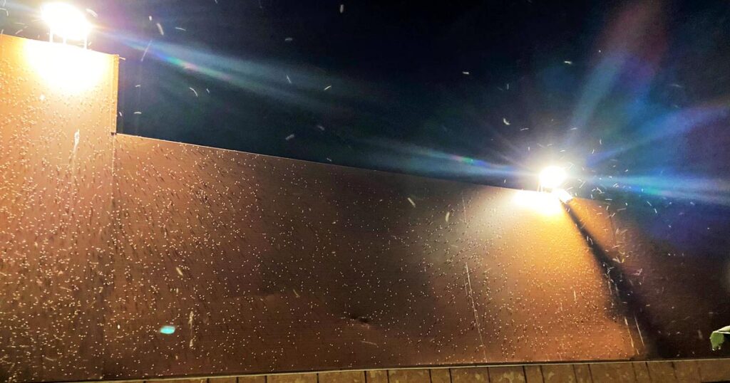 Un muro coperto di moscerini fotografato martedì 19 sera a Orbetello