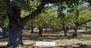 Castagneto sul Monte Amiata, castagne
