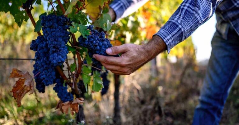 Nel 2022 vendemmia in anticipo in Maremma