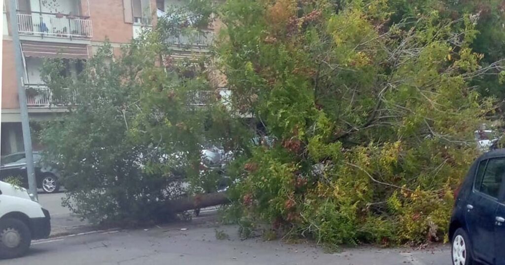 L'albero caduto nel parcheggio del centro commerciale a Gorarella