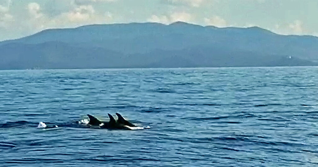 I delfini danzano, un fotogramma dal video