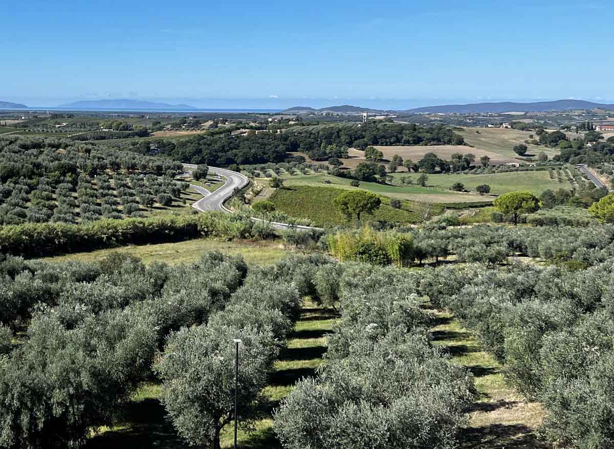 Olivi e viti nella campagna di Magliano