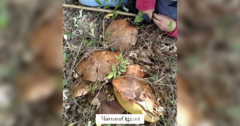 La famiglia di funghi trovata a Murci
