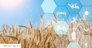 Agricoltura di precisione, un campo di grano monitorato da sistemi gps droni e controlli digitali