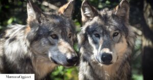 due esemplari di lupo