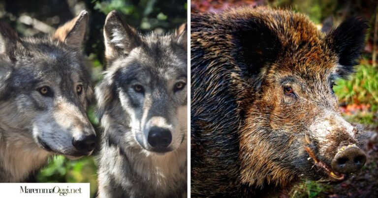 Lupi e cinghiali, tra predazioni e danni, i principali responsabili delal crisi agraria