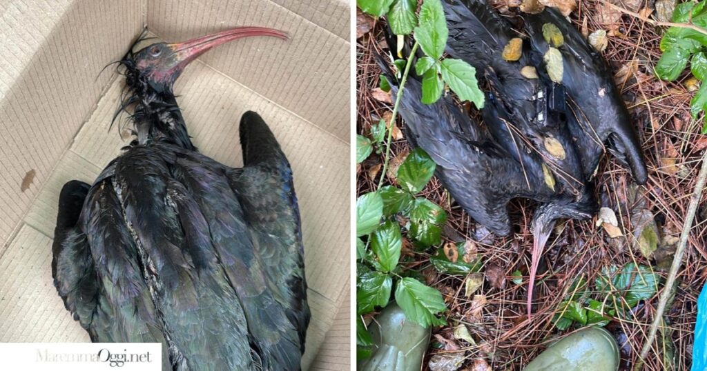 Due degli ibis trovati morti a Orbetello