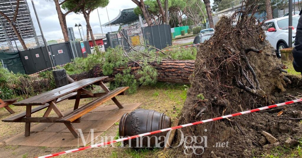 Cade grosso pino in via Vetulonia, la zona messa in sicurezza
