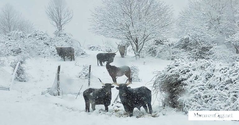 Vacche maremmane sotto alla neve all'agriturismo Bandita Vecchia, ad Arcidosso