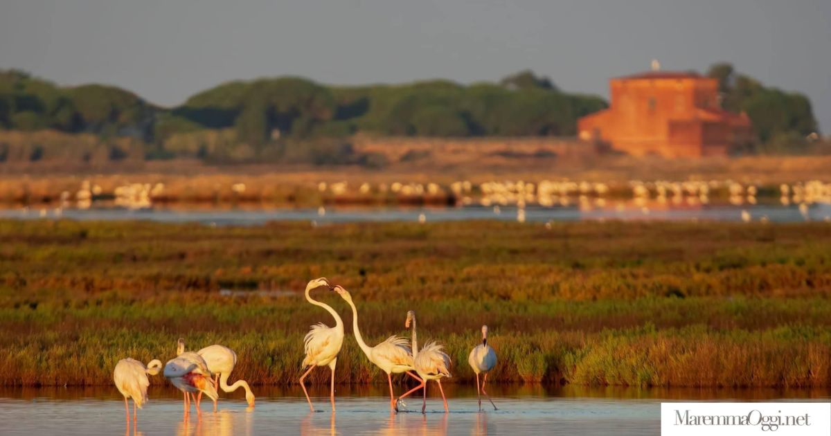 I fenicotteri alla Diaccia Botrona (foto Marco Brandi)