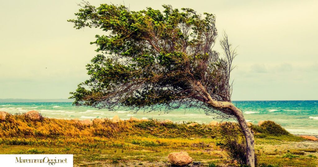 Codice Giallo per vento in Maremma, un albero piegato dal vento