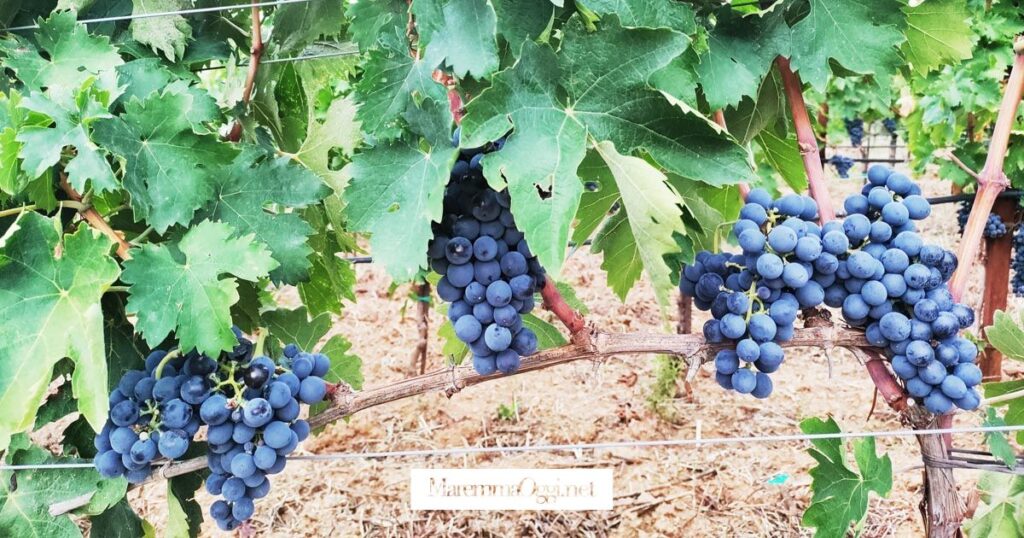 Grappoli di pugnitello, il vitigno raro coltivato in Maremma