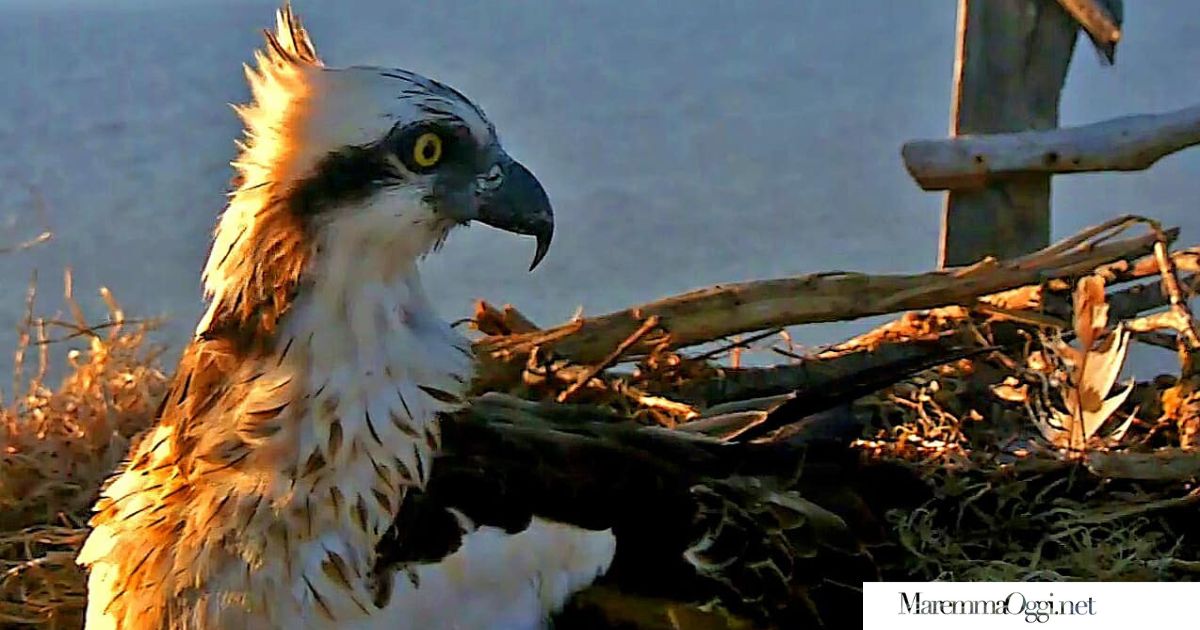 Il falco pescatore Pocahontas