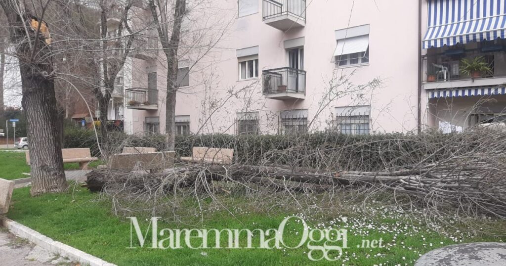 Il grosso ramo che si è spezzato in piazza Albegna