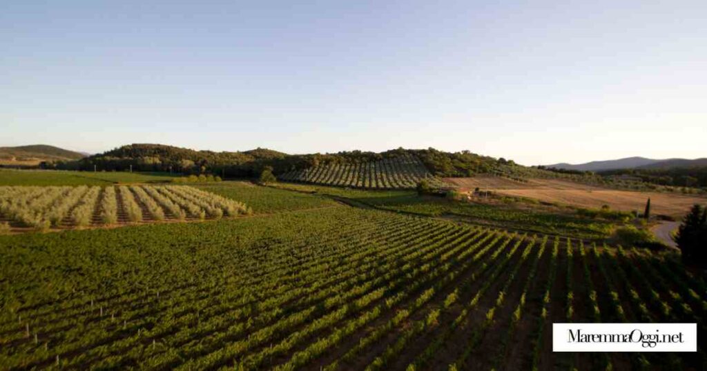 I vigneti dell'azienda Cacciagrande